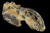 Fossil Mud Lobster (Thalassina) - Australia #141044-3